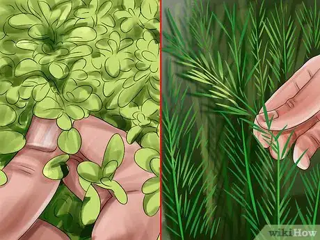 Image titled Harvest Herbs Step 3