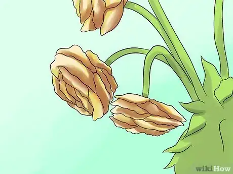 Image titled Plant and Care for a Ranunculus Step 12