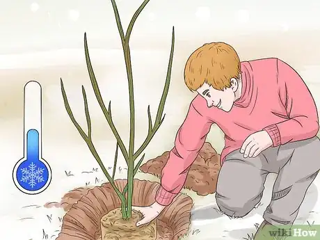 Image titled Prune Pomegranate Trees Step 1