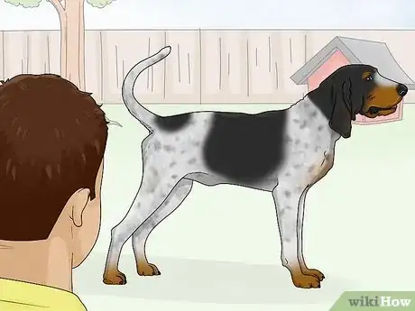 Image titled Identify a Bluetick Coonhound Step 7
