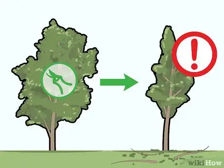 Image titled Prune Pecan Trees Step 3