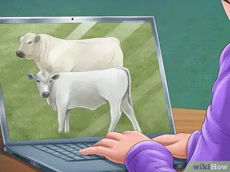 Image titled Identify British White Cattle Step 1
