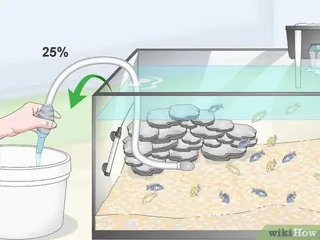 Image titled Care for Mbuna Cichlids Step 14
