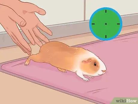 Image titled Care for a Crested Guinea Pig Step 14