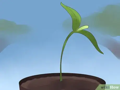 Image titled Grow Bell Peppers Step 5
