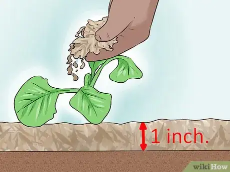 Image titled Plant Cabbage Step 10