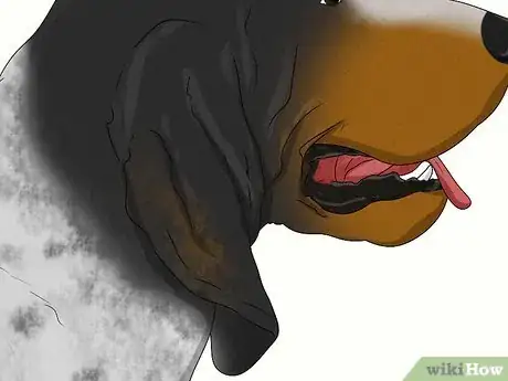 Image titled Identify a Bluetick Coonhound Step 3