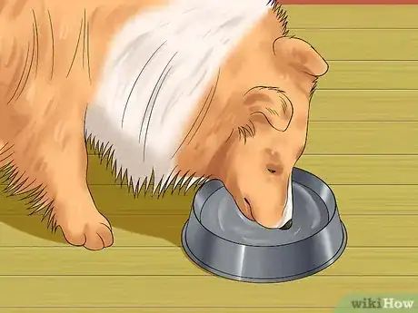 Image titled Care for Shelties Step 9