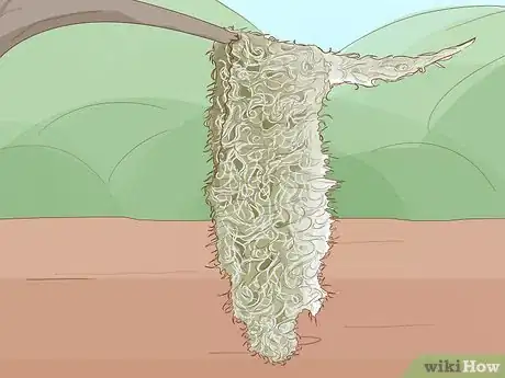 Image titled Grow Spanish Moss Step 9