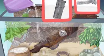 Clean a Fiddler Crab Tank