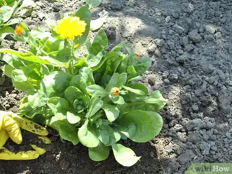 Image titled Grow Calendula Step 6