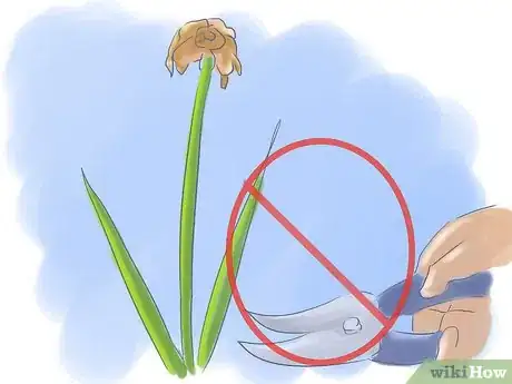 Image titled Take Care of Irises when Their Flowers Die Step 3