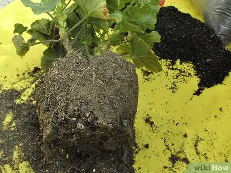 Image titled Grow Geraniums Indoors Step 4