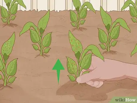 Image titled Plant Uala Step 10