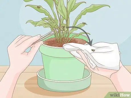 Image titled Control Scale Insects on Indoor Plants Step 1