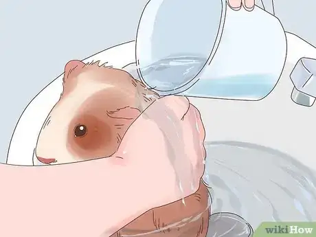 Image titled Show a Guinea Pig Step 2