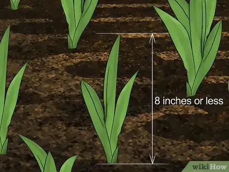 Image titled Harvest Daylilies Step 2