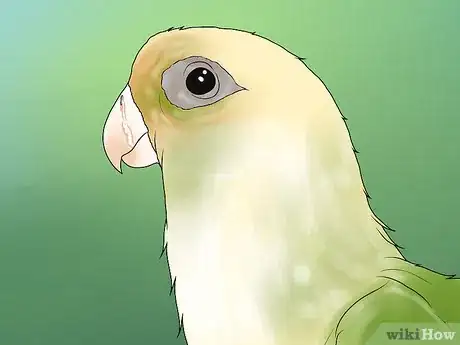 Image titled Treat Chlamydiosis in Conures Step 7