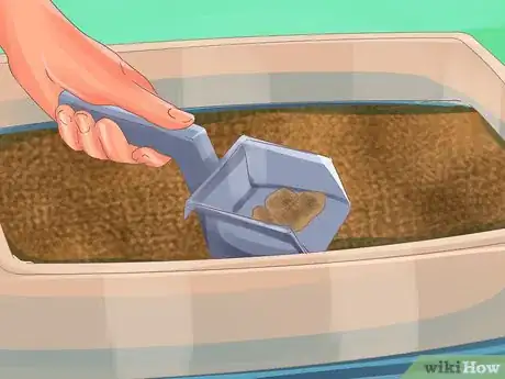 Image titled Collect Bodily Fluid Samples from a Cat Step 8