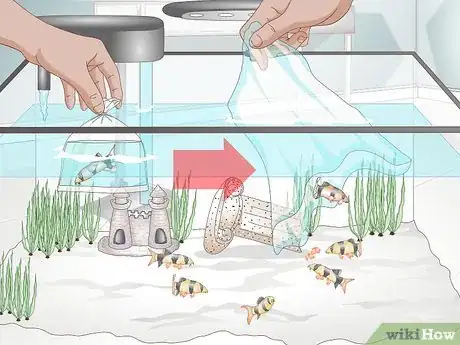 Image titled Take Care of Botia Fish Step 11