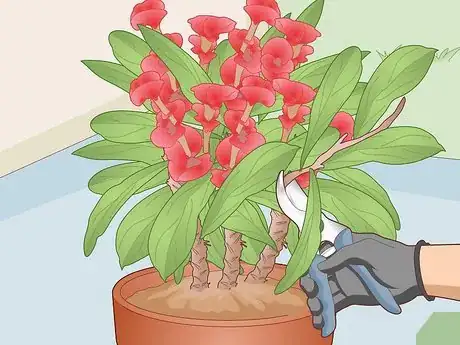 Image titled Care for a Crown of Thorns Step 13