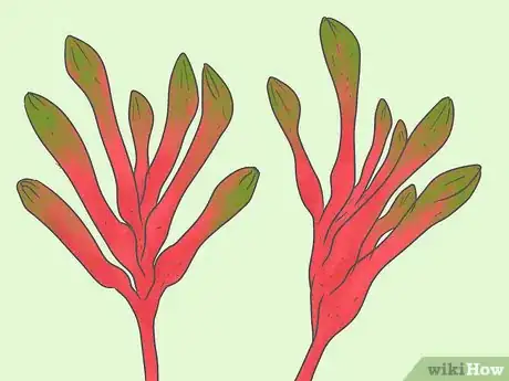Image titled Dry Kangaroo Paws Step 1