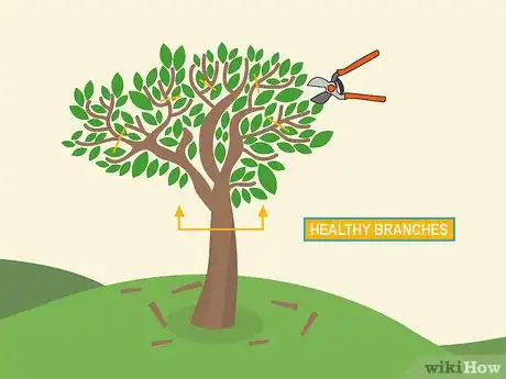 Image titled Prune Brugmansia Step 06