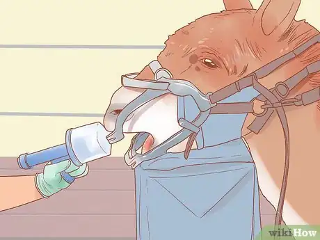 Image titled Check Whether Your Horse or Donkey Needs to See a Dentist Step 13