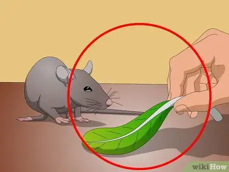 Image titled Clean Your Rat's Teeth Step 5