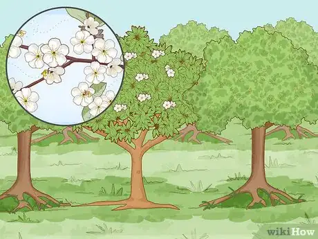 Image titled Pollinate Fruit Trees Step 15
