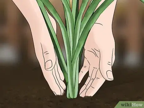 Image titled Harvest Daylilies Step 7