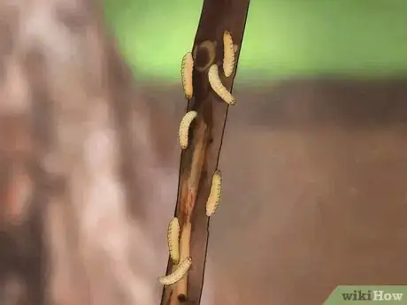 Image titled Eat an Insect or Arachnid Step 6