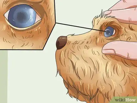 Image titled Calculate Dog Years Step 7