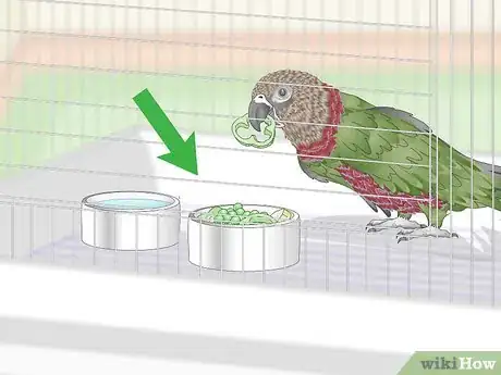 Image titled Treat Infections in Hawk Headed Parrots Step 3