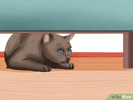 Image titled Diagnose High Thyroid Levels in a Cat Step 4