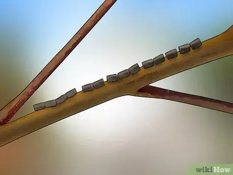 Image titled Kill Leaf Footed Bugs Step 4