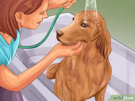 Image titled Groom a Thick Furred Dog Step 5