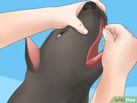 Image titled Diagnose and Treat Dog Diarrhea Step 18