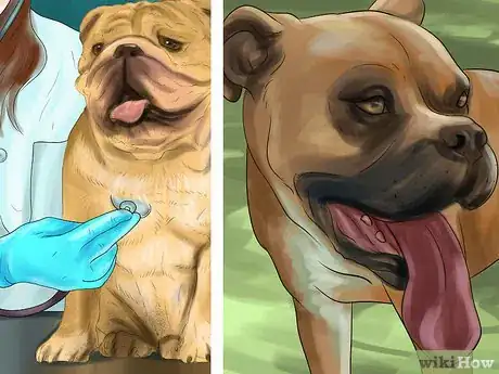 Image titled Tell if Your Older Dog Is over Exerting Itself Step 1