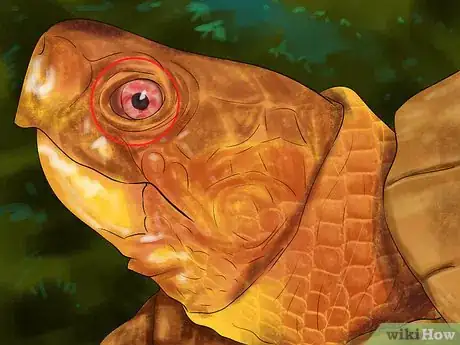 Image titled Diagnose Vitamin a Deficiency in Reptiles Step 2