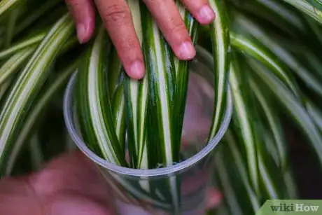 Image titled Clean Your Indoor Houseplants Step 4Bullet2