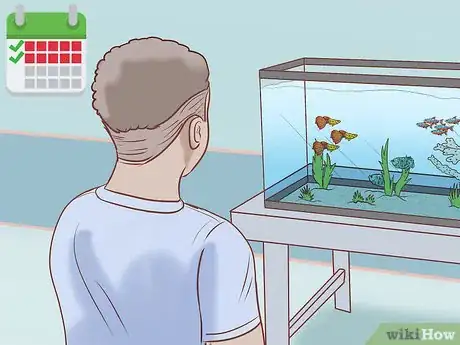 Image titled Find Compatible Tank Mates for Guppies Step 18
