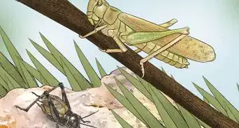 Identify Flying Insects