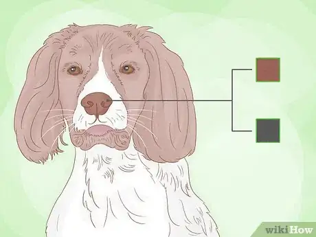 Image titled Identify an English Springer Spaniel Step 5