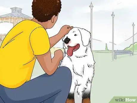 Image titled Identify a Bernese Mountain Dog Step 10