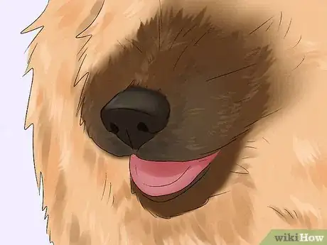 Image titled Identify a Belgian Laekenois Dog Step 5