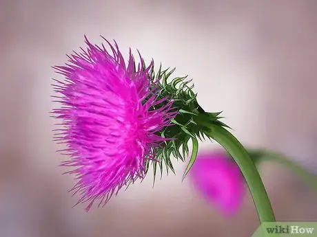 Image titled Root Out Thistles Step 2