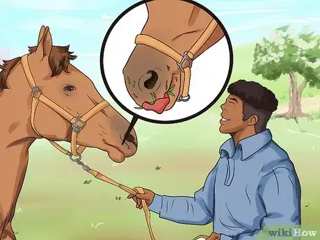 Image titled Deworm a Horse Step 5