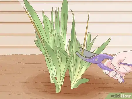 Image titled Grow Bearded Irises Step 14
