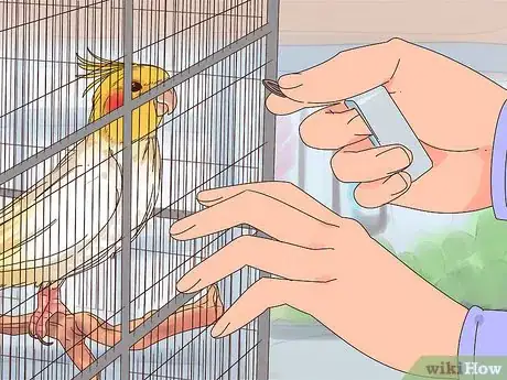 Image titled Train Cockatiels Step 7